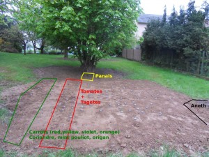 2012.05.02 tomates, carrotes, menthe, tagètes, coriandre, aneth