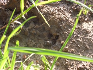 2012.05.10 abeilles