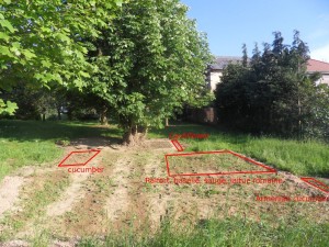 2012.05.28 choufleur, concombres, raifort, baselle, sauge, laitue romaine