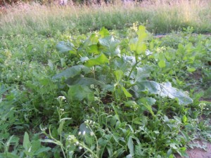 2012.06.08_brocolis