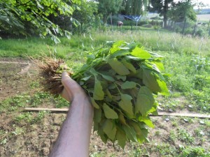 2012.06.14_chénopodes