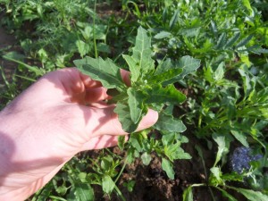 2012.06.14_chénopodes
