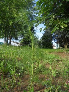 2012.06.14_camomille