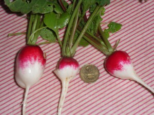 2012.06.14_radis