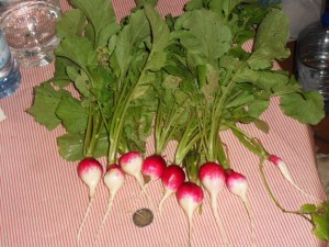 2012.06.20_radis