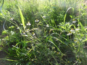 2012.07.06_camomille