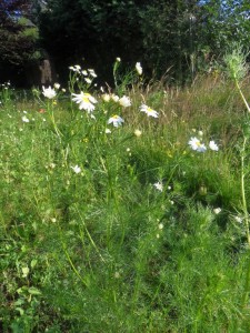 2012.07.06_camomille