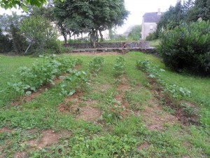 2012.07.09_pommes de terre