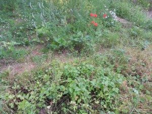 2012.07.09_fraises