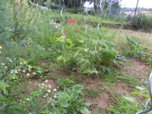 2012.07.09_haricots grimpants