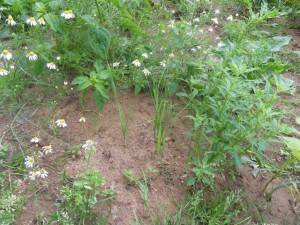 2012.07.09_poireaux-oignons