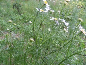 2012.07.09_camomille_pucerons