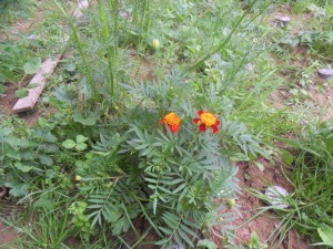 2012.07.09_tagètes