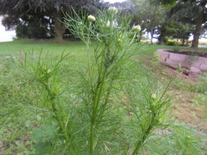 2012.07.09_camomille_pucerons