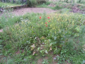 2012.07.09_brocoli