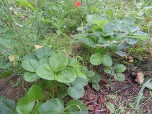 2012.07.09_fraises