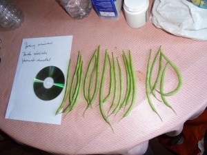 2012.07.27 Haricots