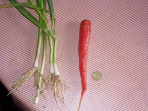 2012.09.29 carotte rouge oignon