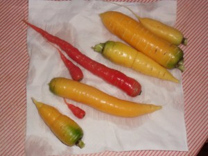 2012.10.05 carottes
