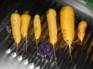 2012.11.06 carottes