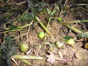 2012.11.06 fleurs de pomme de terre