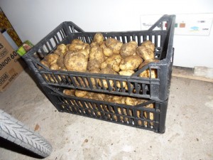 2012.11.06 pommes de terre